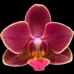 Phalaenopsis I-Hsin Black Cherries