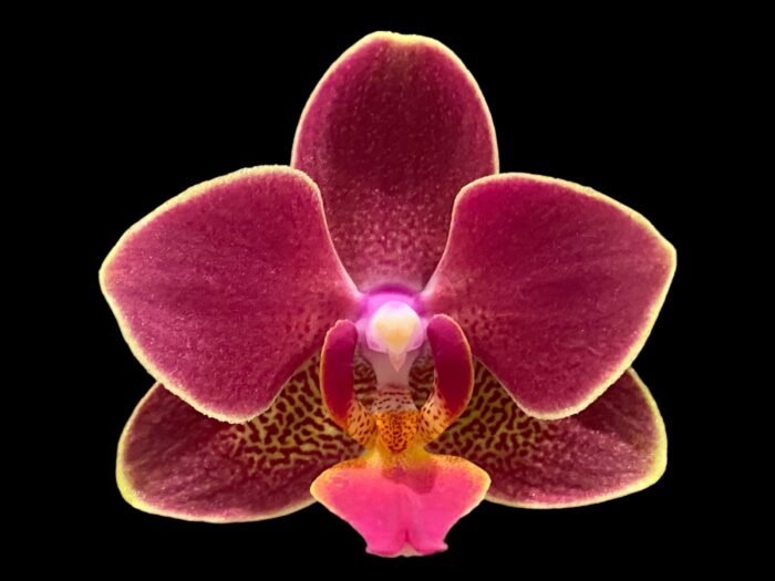 Phalaenopsis I-Hsin Black Cherries