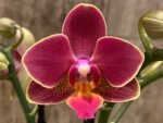 Double Spikes Phalaenopsis I-Hsin Black Cherries (3.5" pot) - Image 2