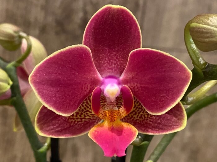 Double Spikes Phalaenopsis I-Hsin Black Cherries (3.5" pot) - Image 2