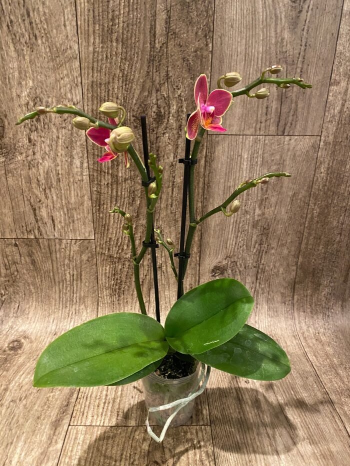 Double Spikes Phalaenopsis I-Hsin Black Cherries (3.5" pot) - Image 5