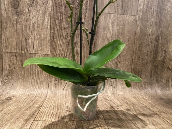 Double Spikes Phalaenopsis I-Hsin Black Cherries (3.5" pot) - Image 7
