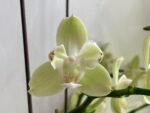 Double Spikes Phalaenopsis Taida Smile "Peloric" (4.5" pot) - Image 4