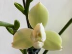 Double Spikes Phalaenopsis Taida Smile "Peloric" (4.5" pot) - Image 5