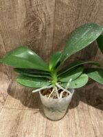 Phalaenopsis  Taida Smile "Peloric" (4.5" pot) - Image 9