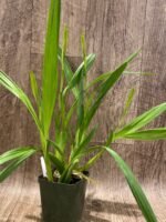 QUADRUPLE SPIKES Miltonia spectabilis (3.5” Pot) - Image 3