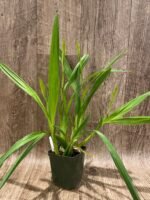 QUADRUPLE SPIKES Miltonia spectabilis (3.5” Pot) - Image 4