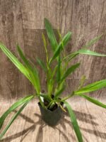 QUADRUPLE SPIKES Miltonia spectabilis (3.5” Pot) - Image 5