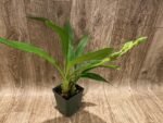 In Spike Zygopelum (Galeopetalum) Arlene Armour ‘Conching’ (3.5” Pot) - Image 6