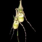 In Spike/Phrag. richteri var. amazonica (4.5” pot)