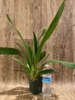 DOUBLE SPIKE - Oncidium Aka Baby ‘Raspberry Chocolate’ (3.5” pot) - Image 4