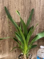 DOUBLE SPIKE - Oncidium Aka Baby ‘Raspberry Chocolate’ (3.5” pot) - Image 7