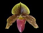 Paph. Graham Robertson Double Plants (2" pot)