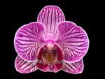 Double Spikes Phalaenopsis I-Hsin Bubble Gum (3” pot)