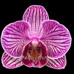 Double Spikes Phalaenopsis I-Hsin Bubble Gum (3” pot)