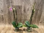 Double Spikes Phalaenopsis I-Hsin Bubble Gum (3” pot) - Image 6