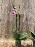 Double Spikes Phalaenopsis I-Hsin Bubble Gum (3” pot) - Image 7