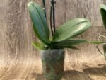 Double Spikes Phalaenopsis I-Hsin Bubble Gum (3” pot) - Image 9