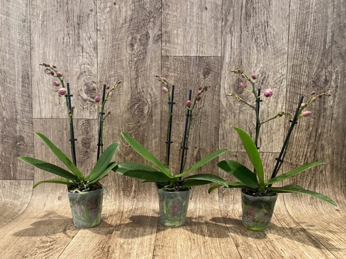 Double Spikes Fragrant Phalaenopsis I-Hsin Golden Tangerine Ice (3.5" pot) - Image 3