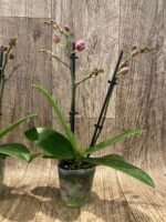 Double Spikes Fragrant Phalaenopsis I-Hsin Golden Tangerine Ice (3.5" pot) - Image 5