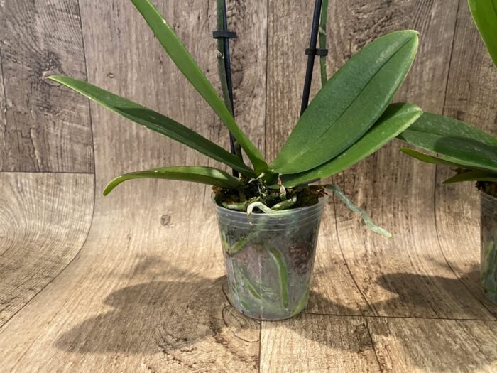 Double Spikes Fragrant Phalaenopsis I-Hsin Golden Tangerine Ice (3.5" pot) - Image 8