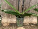 Double Spikes Fragrant Phalaenopsis I-Hsin Golden Tangerine Ice (3.5" pot) - Image 9