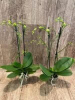 Double Spikes Fragrant Phalaenopsis  Novelty lost tag (3.5" pot) - Image 3