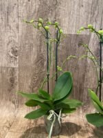 Double Spikes Fragrant Phalaenopsis  Novelty lost tag (3.5" pot) - Image 4
