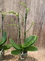 Double Spikes Fragrant Phalaenopsis  Novelty lost tag (3.5" pot) - Image 5