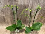 Double Spikes Fragrant Phalaenopsis  Novelty lost tag (3.5" pot) - Image 6