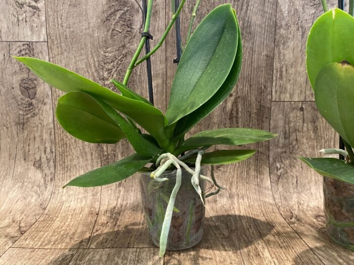 Double Spikes Fragrant Phalaenopsis  Novelty lost tag (3.5" pot) - Image 7