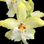 DOUBLE SPIKES Vuylstekeara Celtic Sun 'Maya' (3.5” Pot)