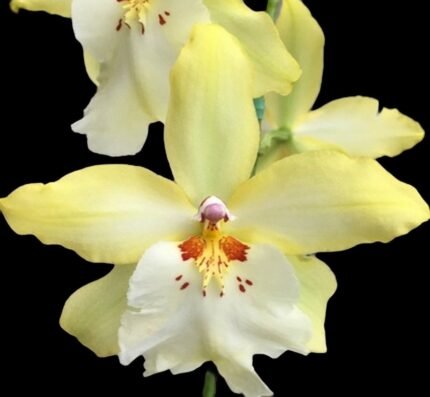 DOUBLE SPIKES Vuylstekeara Celtic Sun 'Maya' (3.5” Pot)