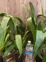 In Spikes Oncostele Red Silk 'HOF' (3.5” pot) - Image 5