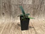 In Bud Paph. Greyi (godefroyae x niveum) (2” pot) - Image 2