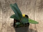 In Bud Paph. Greyi (godefroyae x niveum) (2” pot) - Image 3