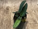 In Bud Paph. Greyi (godefroyae x niveum) (2” pot) - Image 6