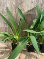 Wilsonara Tan Treasures ‘Lavender Picotee’ (3.5” Pot) - Image 7