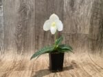 In Bloom Paph. Wellesleyanum alba × Paph. delenatil alba (2” pot) - Image 2