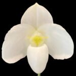 In Bloom Paph. Wellesleyanum alba × Paph. delenatil alba (2” pot)