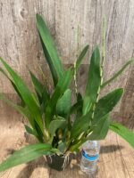 6 SPIKES - Oncidium Aka Baby ‘Raspberry Chocolate’ (3.5” pot) - Image 5