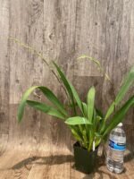 DOUBLE SPIKES - Wils. Pacific Panache 'Fireside Fever' (3.5" pot) - Image 5