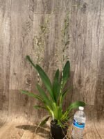 Double Very Tall Spikes - Ons. Catatante ‘Los Robles’ (3.5” pot) - Image 4