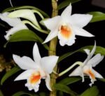 Dendrobium Hiroshi Tokunaga (Dawn Maree x infundibulum) (3.5” pot)