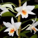 Dendrobium Hiroshi Tokunaga (Dawn Maree x infundibulum) (3.5” pot)