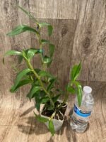 Dendrobium Hiroshi Tokunaga (Dawn Maree x infundibulum) (3.5” pot) - Image 3