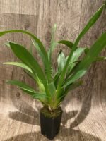 Vuylstekeara Melissa Brianne ‘Dark’ (2.5” Pot) - Image 6