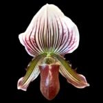 In Spike Paphiopedilum vexillarium x sib (3.5” pot)