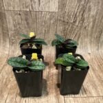 Paph. wenshanense 'Big Spot' x 'Chocolate Chip’ (2" pot)