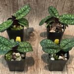 Paphiopedilum Amagiri (delenatli alba x wenshanense) (2" pot)